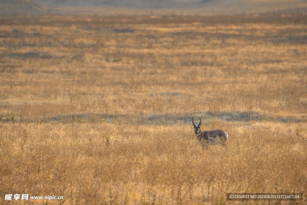 草原上的孤独羚羊