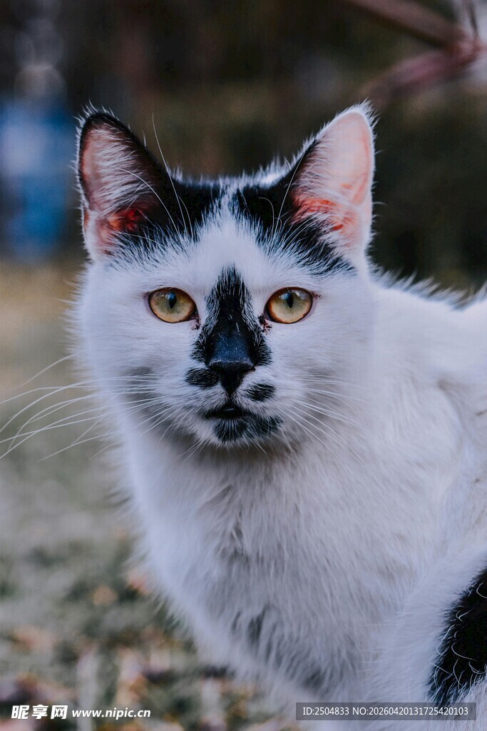 黑白花猫凝视镜头