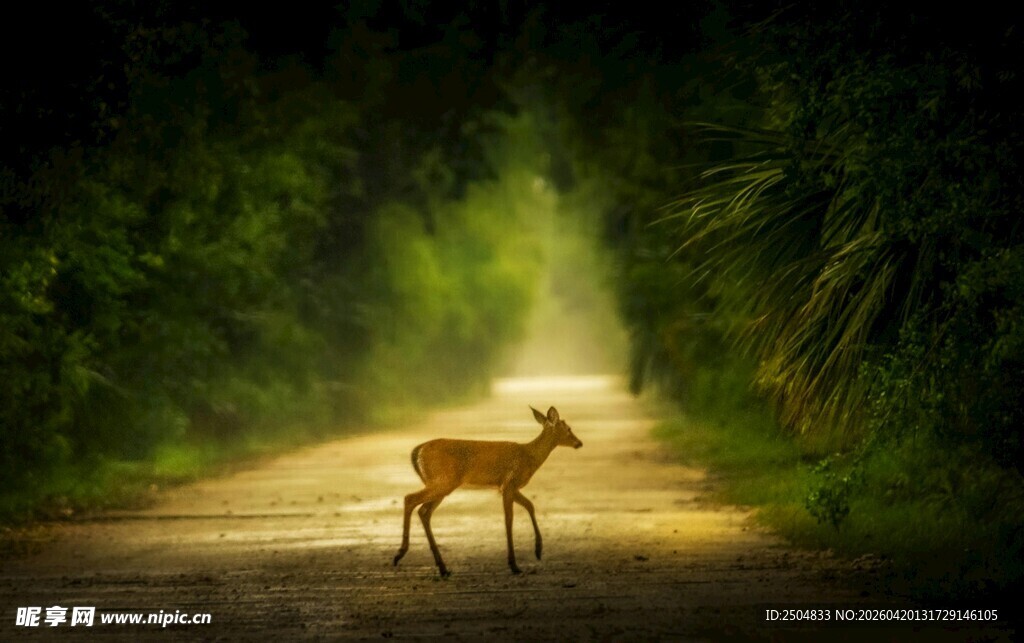 林间小道上的孤独小鹿