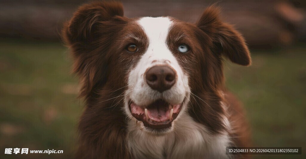 可爱边牧犬的灿烂瞬间