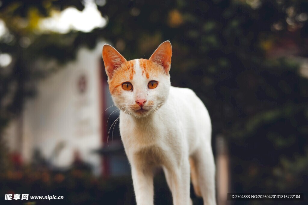 户外的白橘相间猫咪