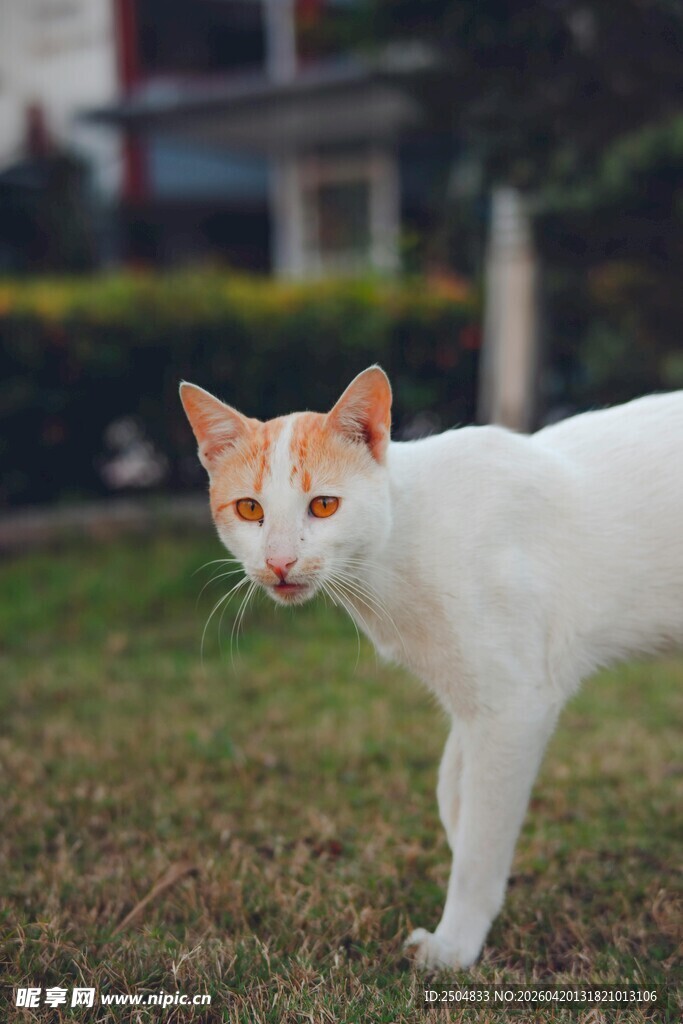 草地上的橙白相间猫咪