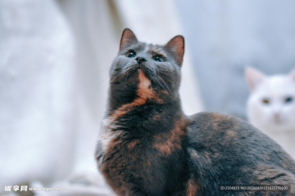 仰头的可爱猫咪