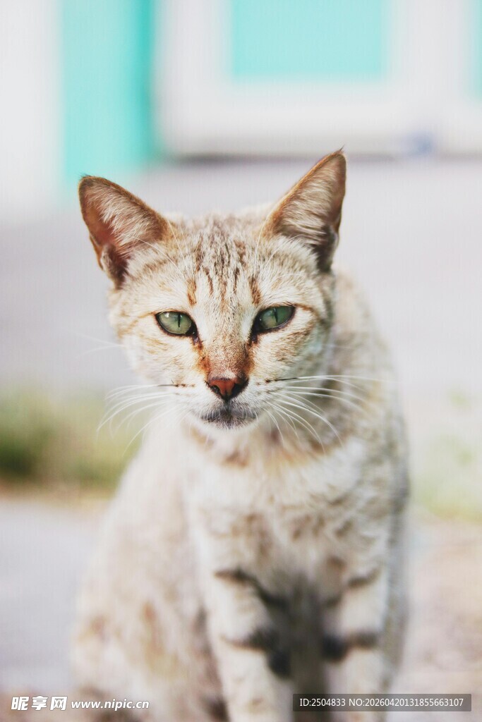 可爱猫咪户外安静蹲坐