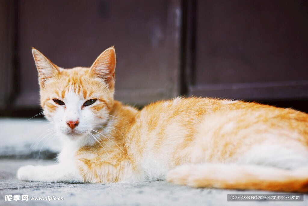 橘猫悠闲趴地