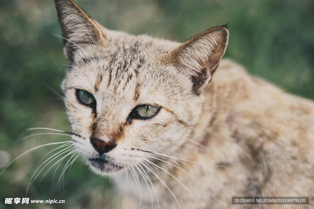 野生 漠猫特写