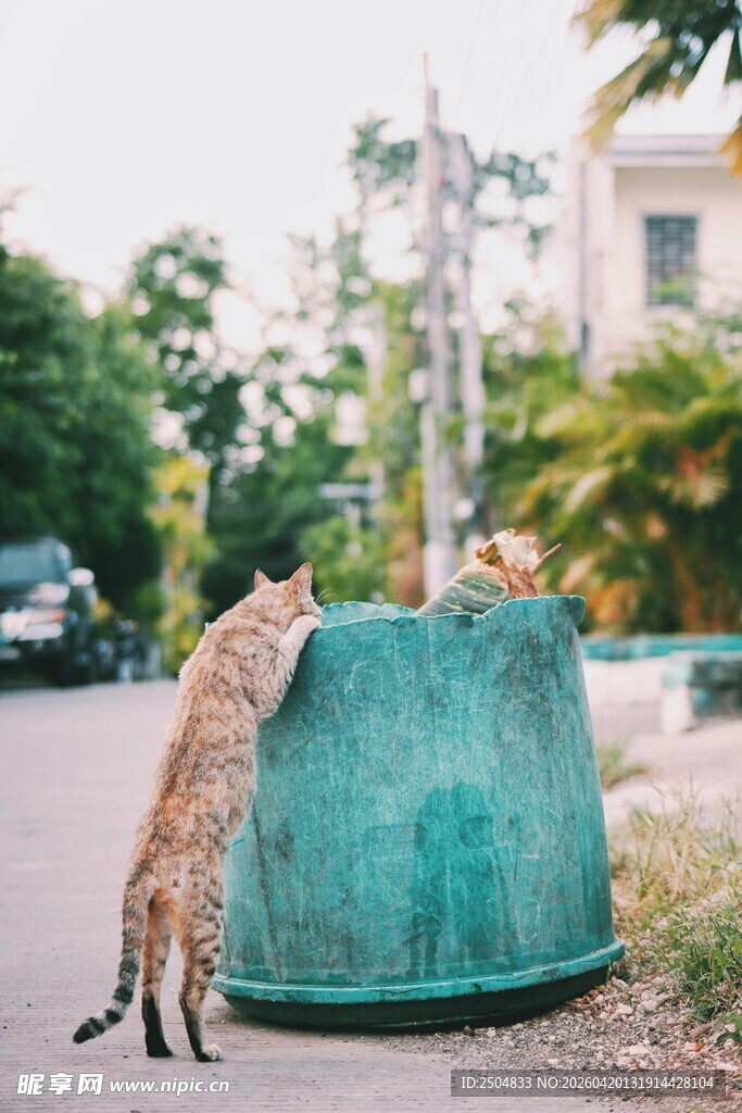 两只猫咪好奇探看大容器