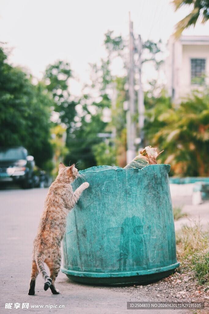 猫咪扒垃圾桶好奇模样
