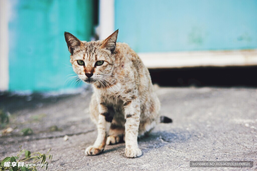 户外蹲坐的野生猫科动物