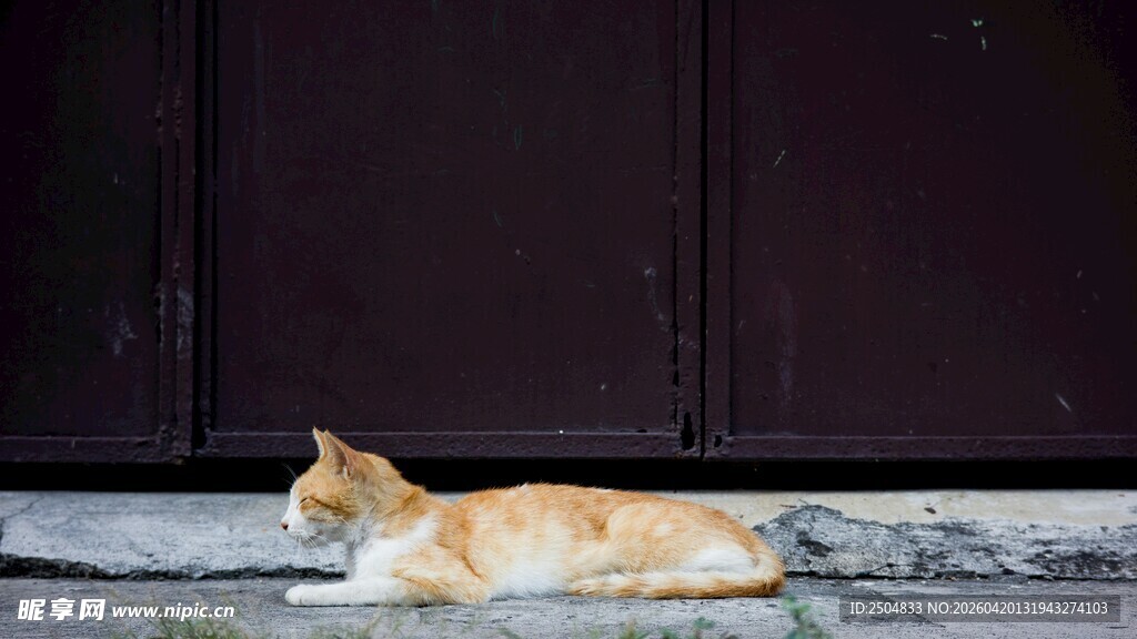 门前休憩的橘猫