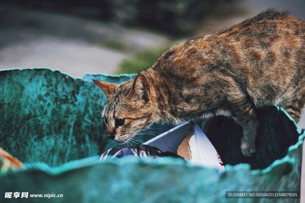 猫咪探身垃圾桶