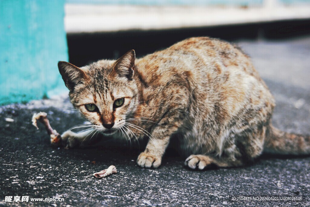 街边觅食的斑纹猫咪