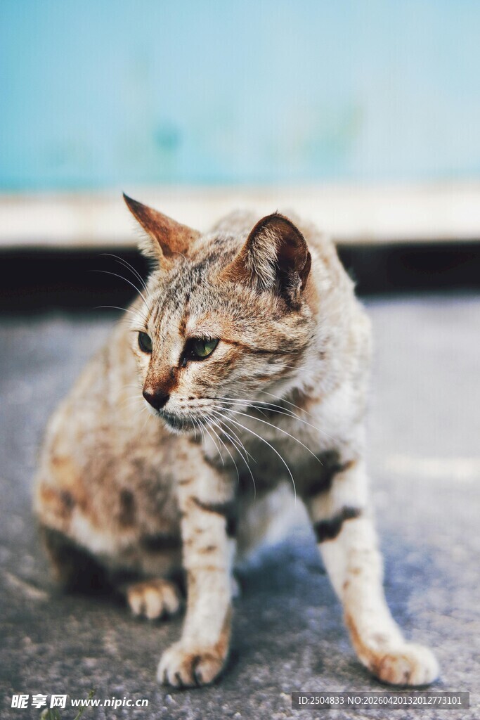 蹲坐的斑纹猫咪