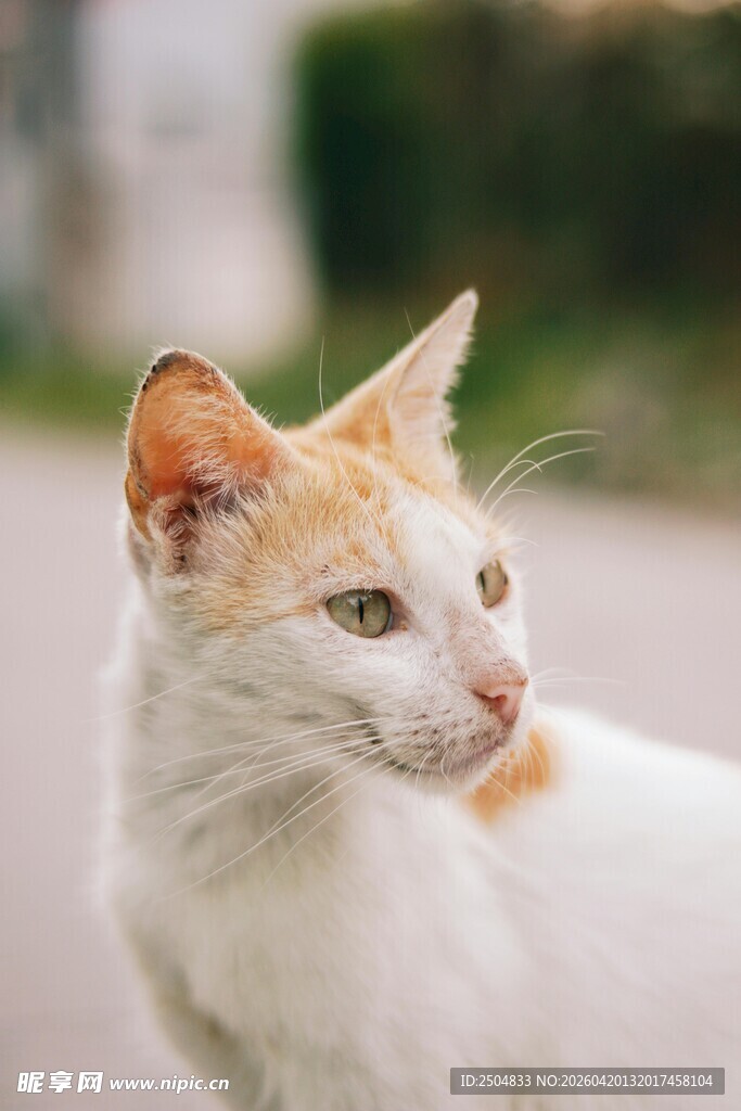 白橘相间猫咪侧头特写