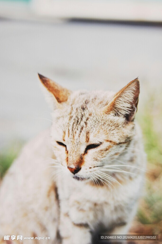 闭眼休憩的可爱小猫咪