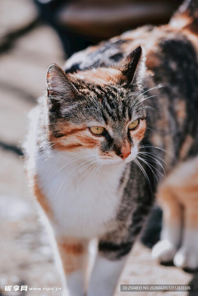 户外可爱三色花纹猫咪