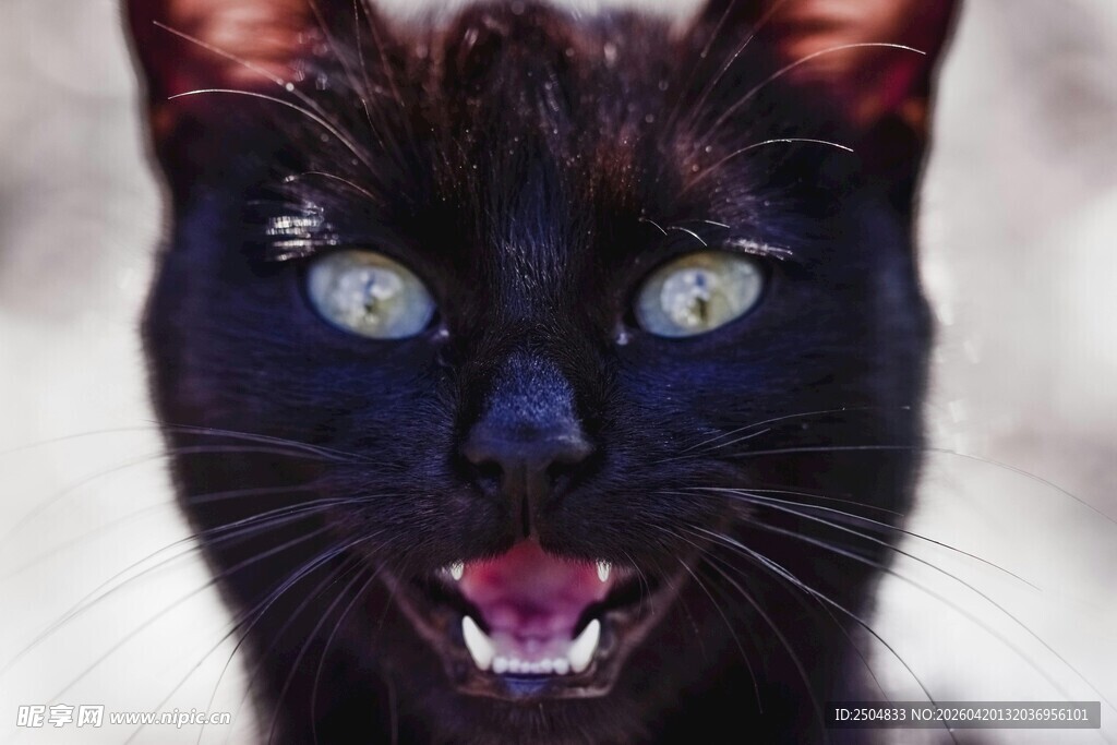 黑猫张嘴露齿眼神灵动