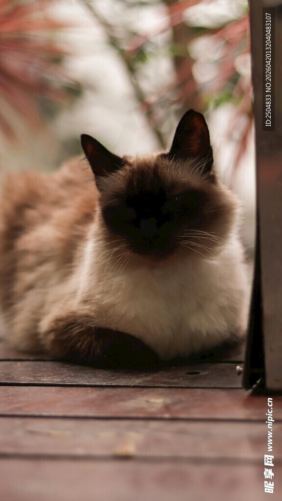 慵懒猫咪趴于木质平台