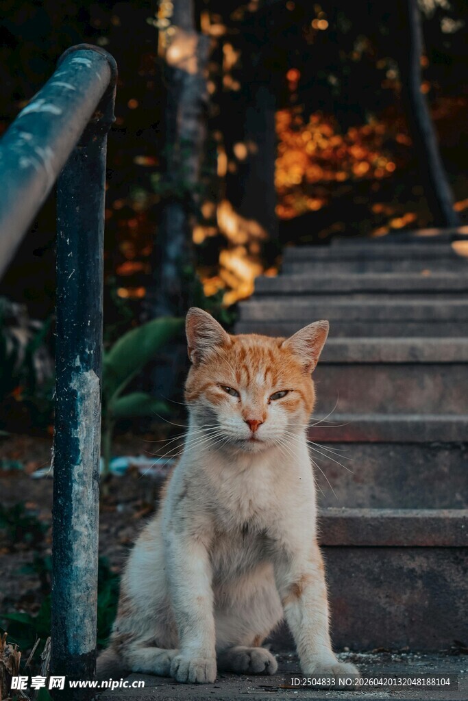 夕阳下的可爱橘猫