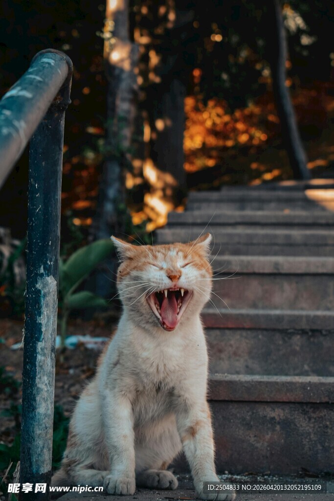 楼梯上打哈欠的可爱猫咪
