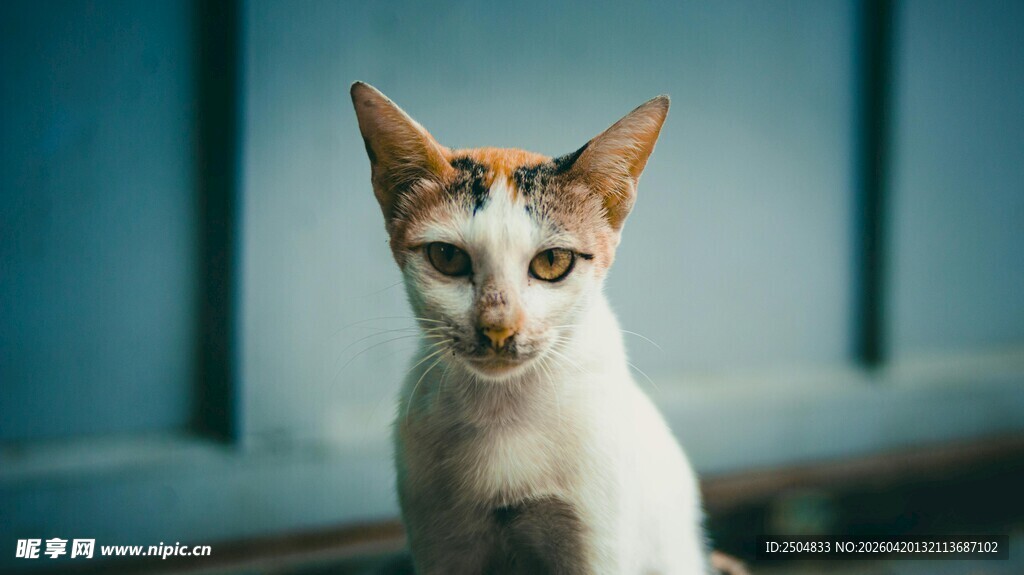 可爱猫咪特写
