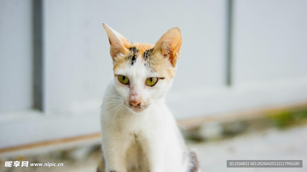 可爱猫咪吐舌卖萌瞬间