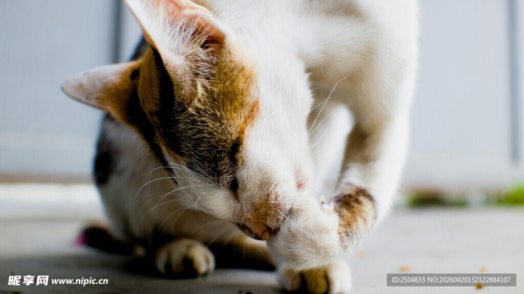 猫咪低头嗅闻地面
