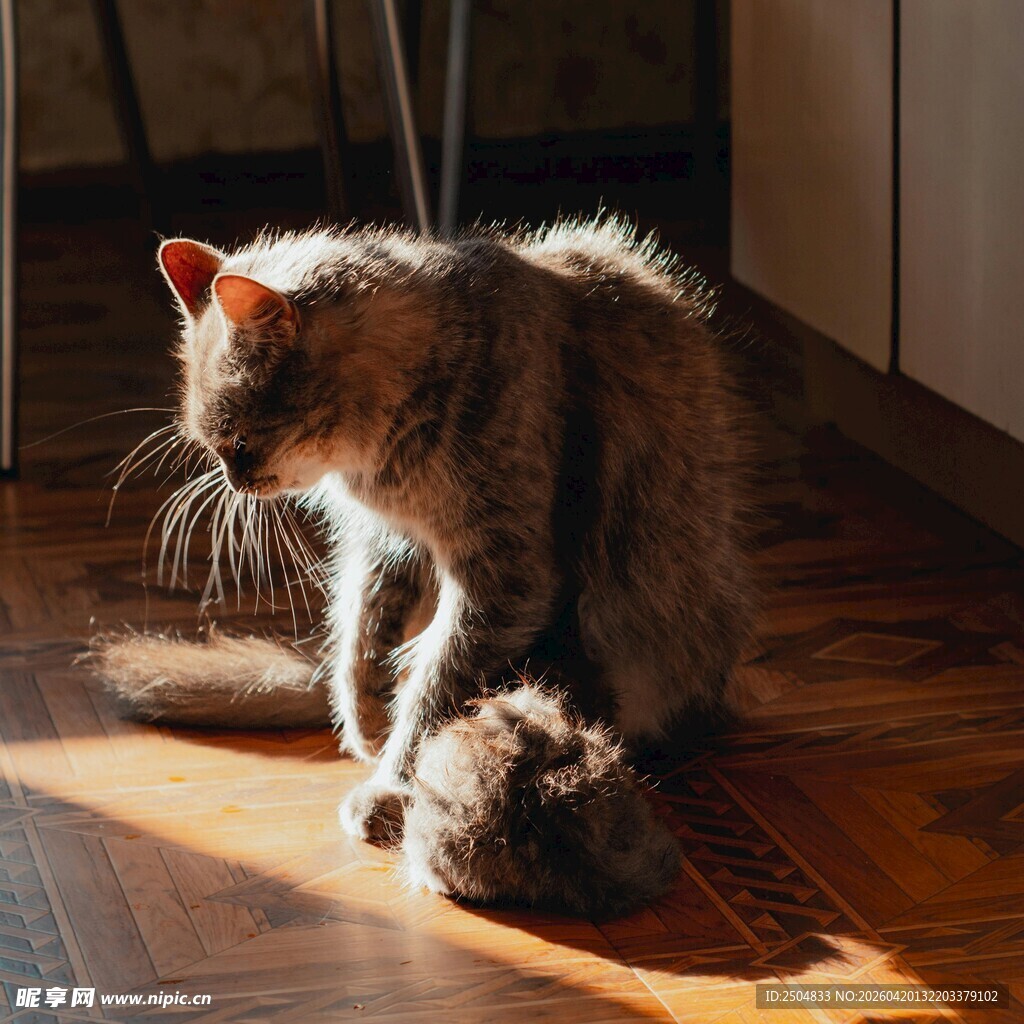 阳光下的猫咪