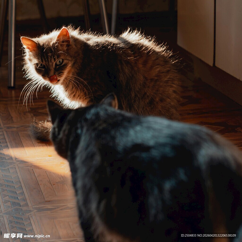 阳光下的两只猫咪