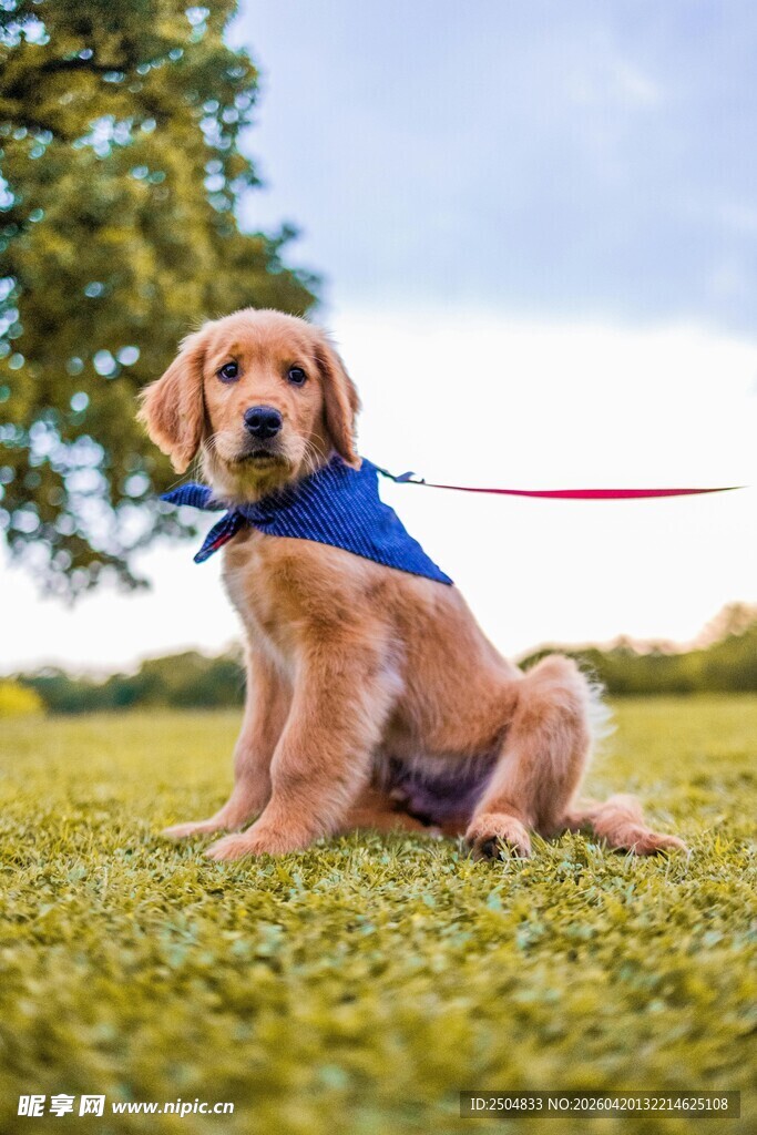 草地上戴蓝巾的可爱幼犬