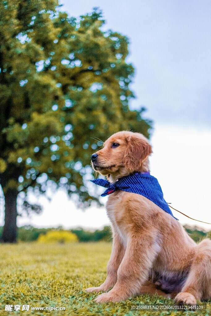 草地上的可爱金毛犬