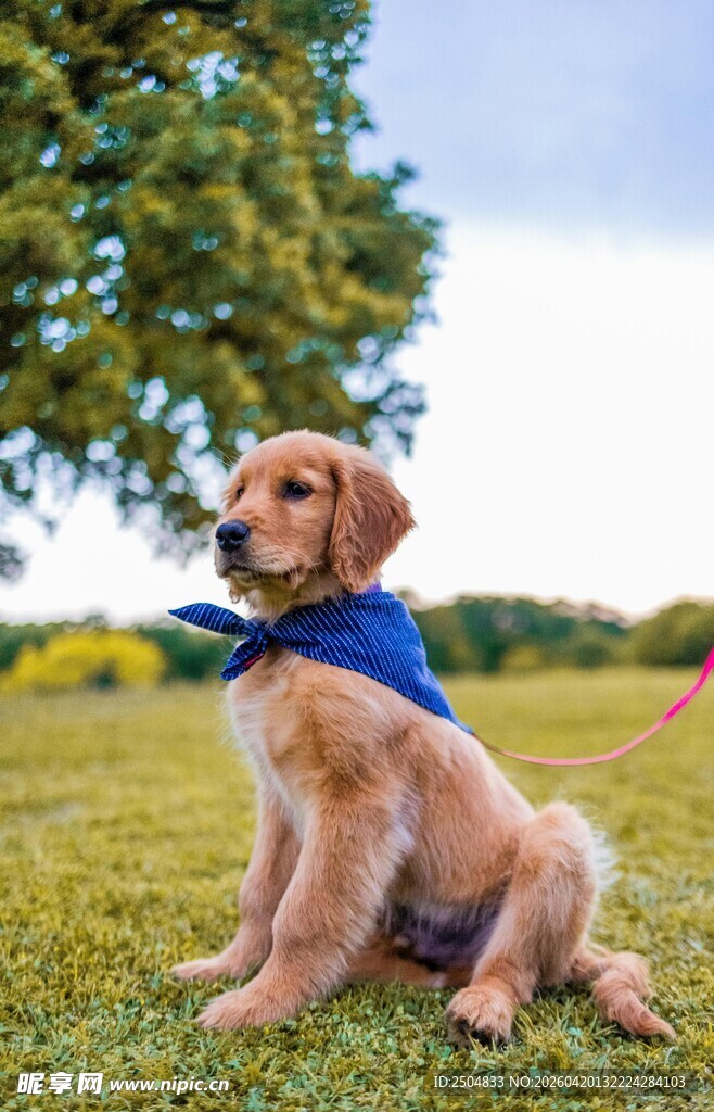 草地上的可爱金毛犬