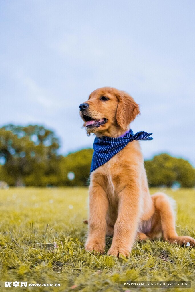 草地上戴围巾的可爱金毛