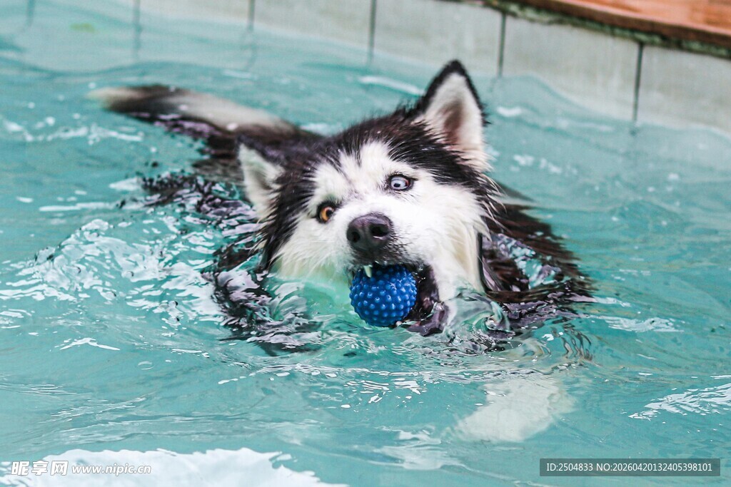 哈士奇泳池叼球欢乐瞬间