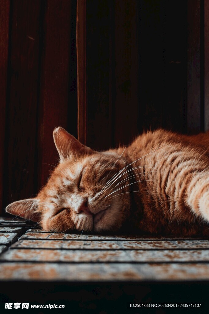 橘猫惬意躺卧木板中