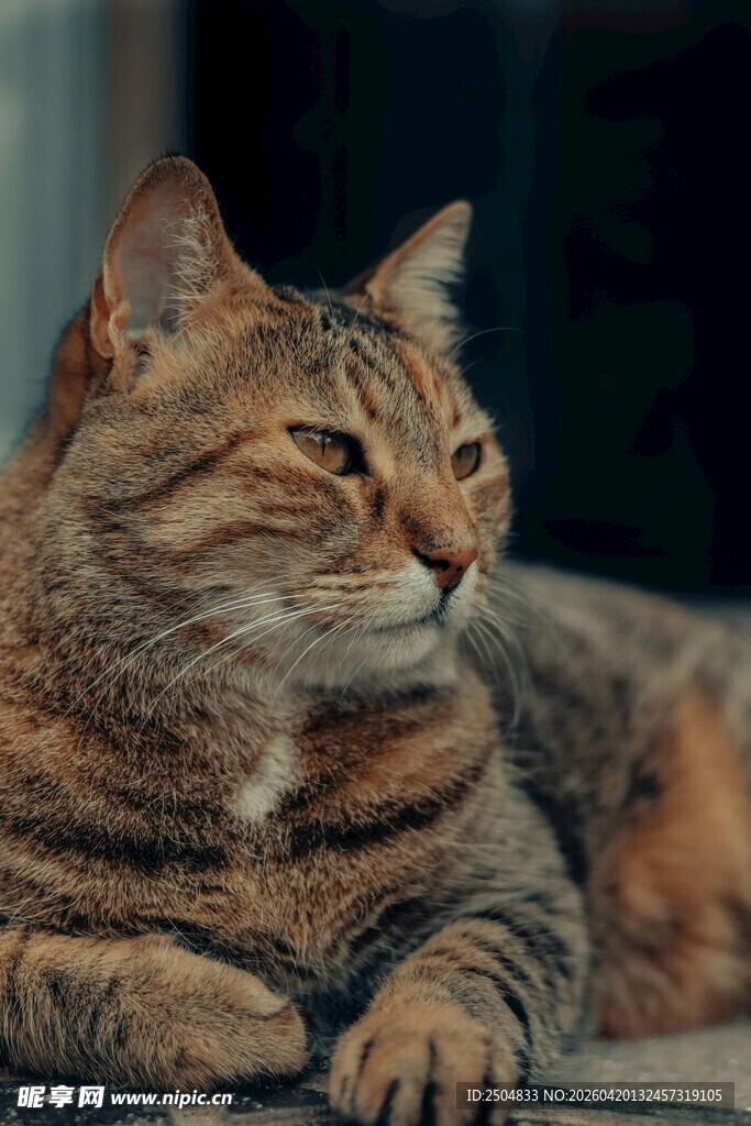 慵懒猫咪惬意休憩