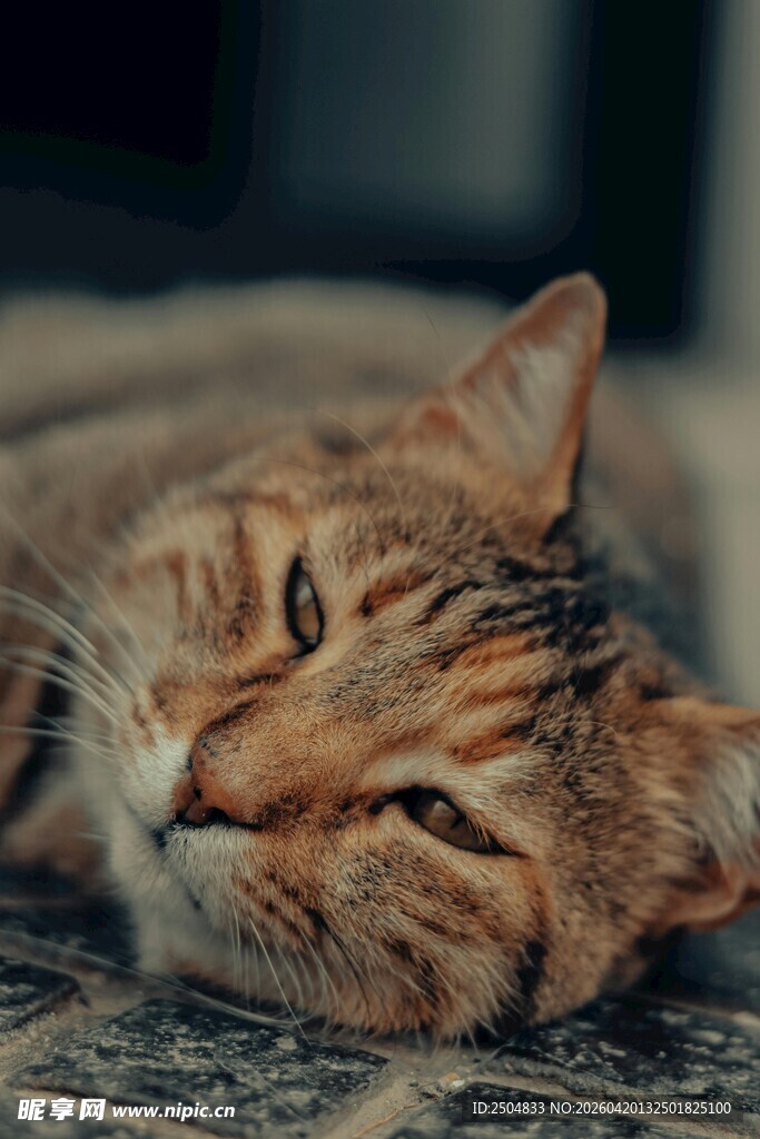 慵懒猫咪惬意躺卧