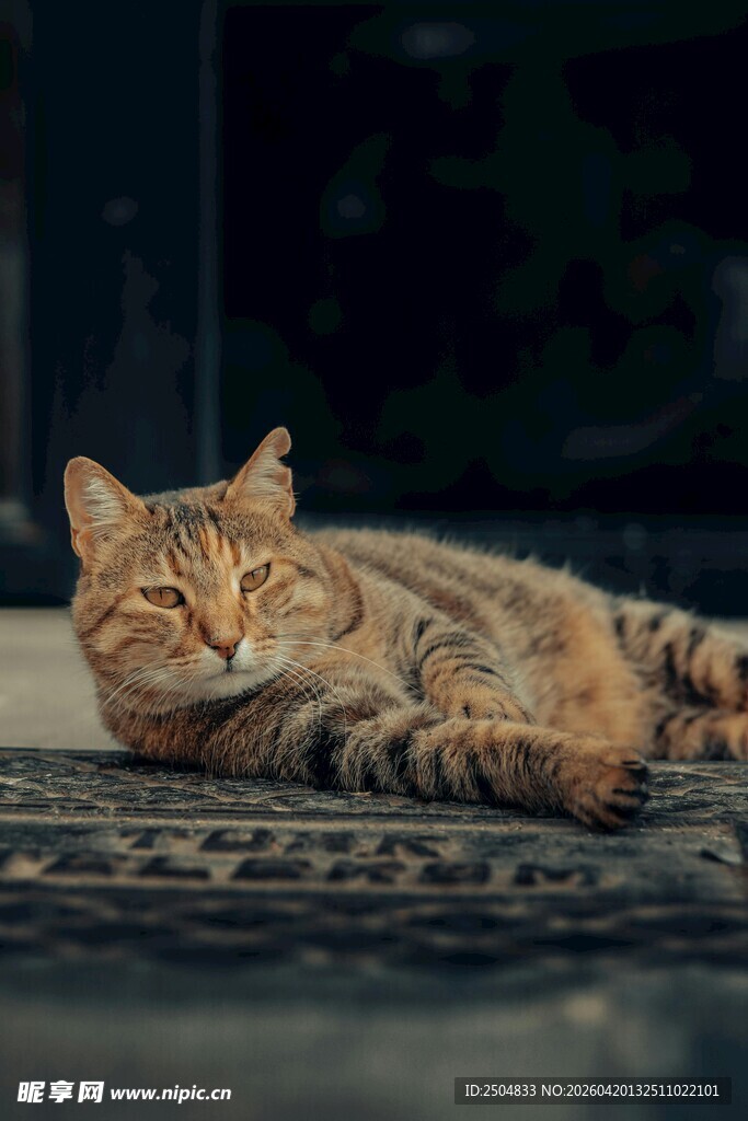 慵懒猫咪惬意躺卧