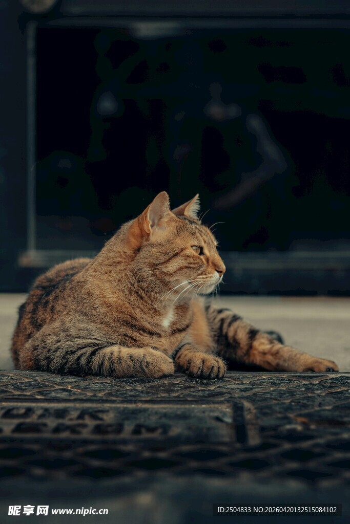 慵懒猫咪卧于轮胎之上