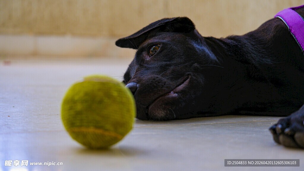 趴着的黑狗与黄色网球