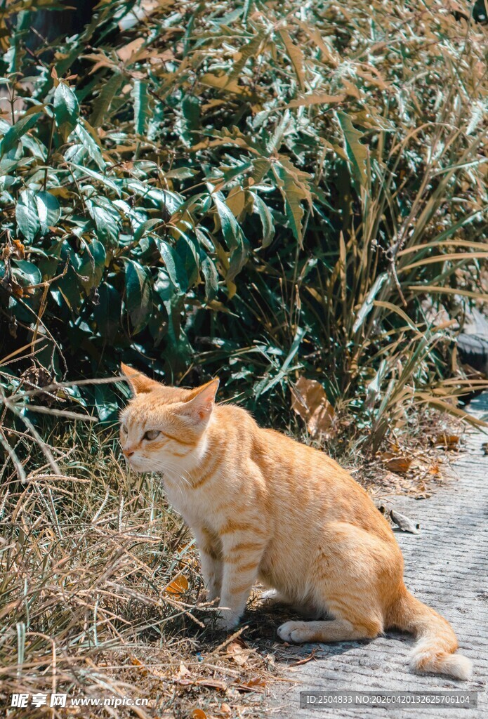 橘猫于绿植旁蹲坐
