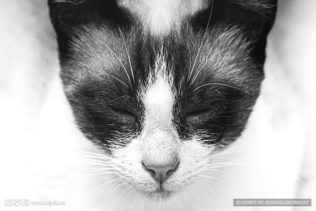 闭眼小猫的可爱瞬间