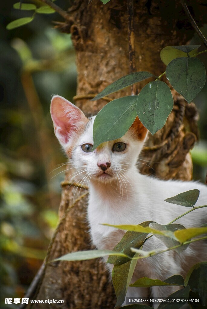 树下白耳小猫的惬意时光
