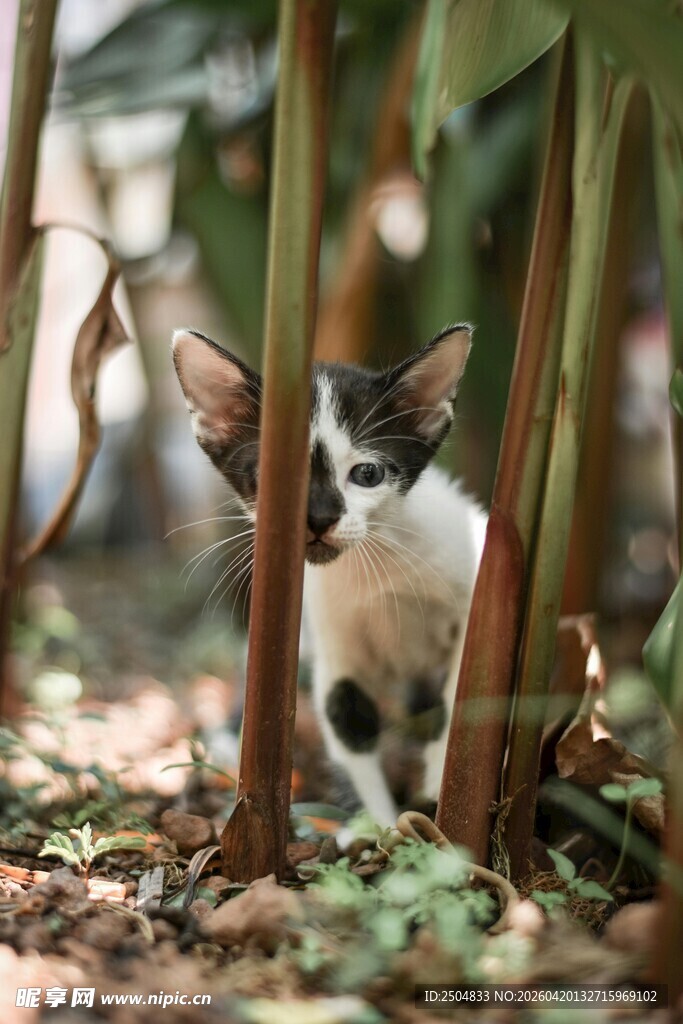 草丛中探头的可爱小猫