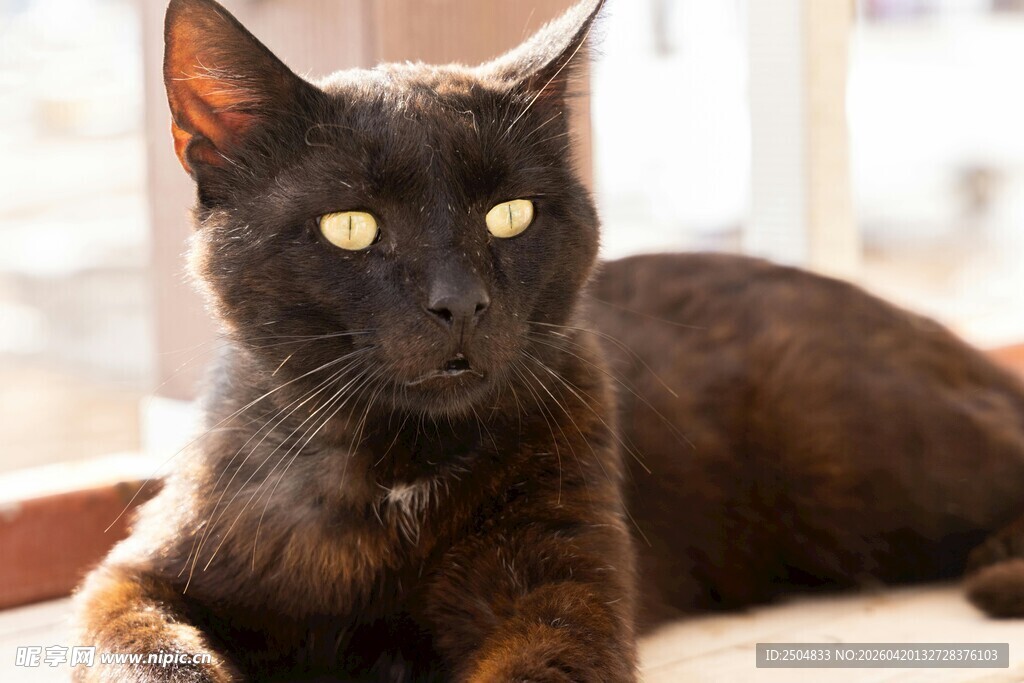 黑猫趴卧 眼神明亮
