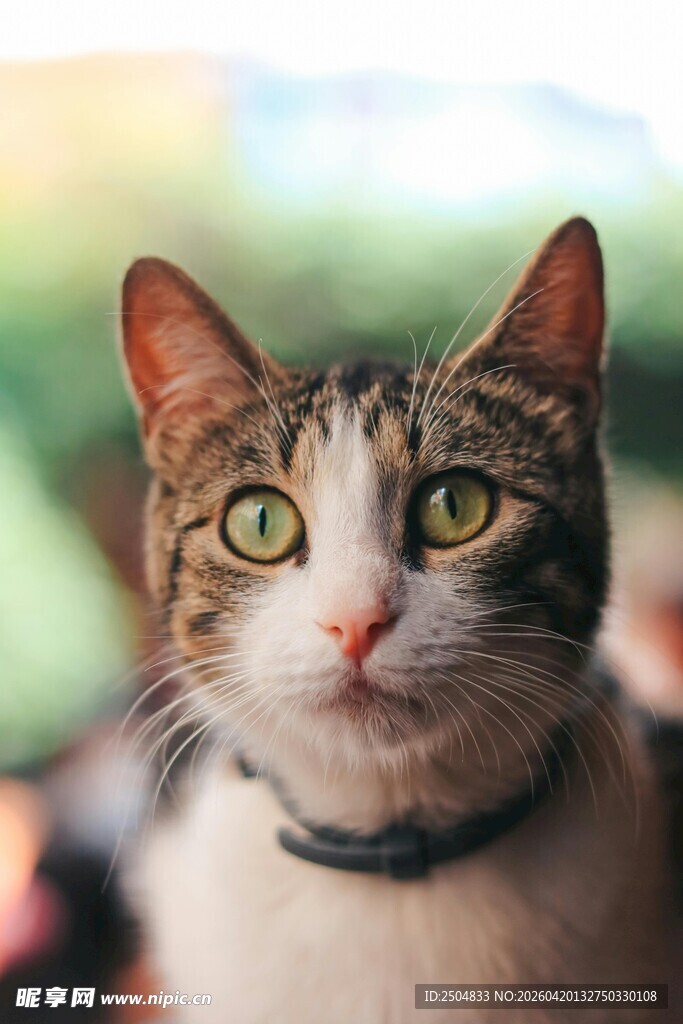 可爱斑纹猫咪特写