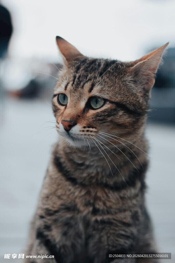 可爱斑纹猫的专注瞬间