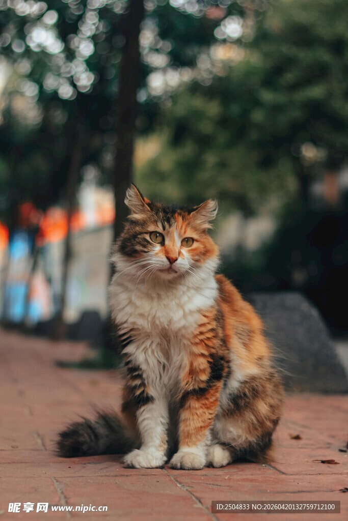 街边萌猫静坐