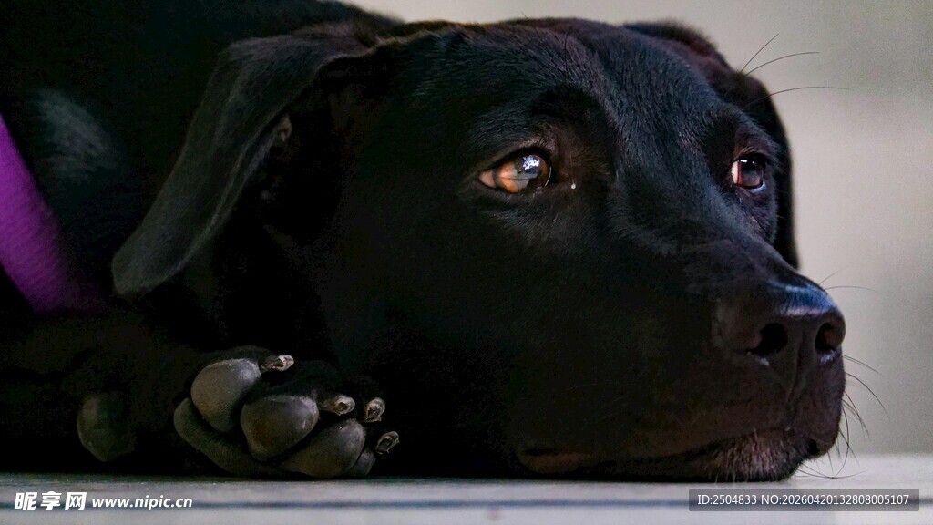 趴着的黑狗狗
