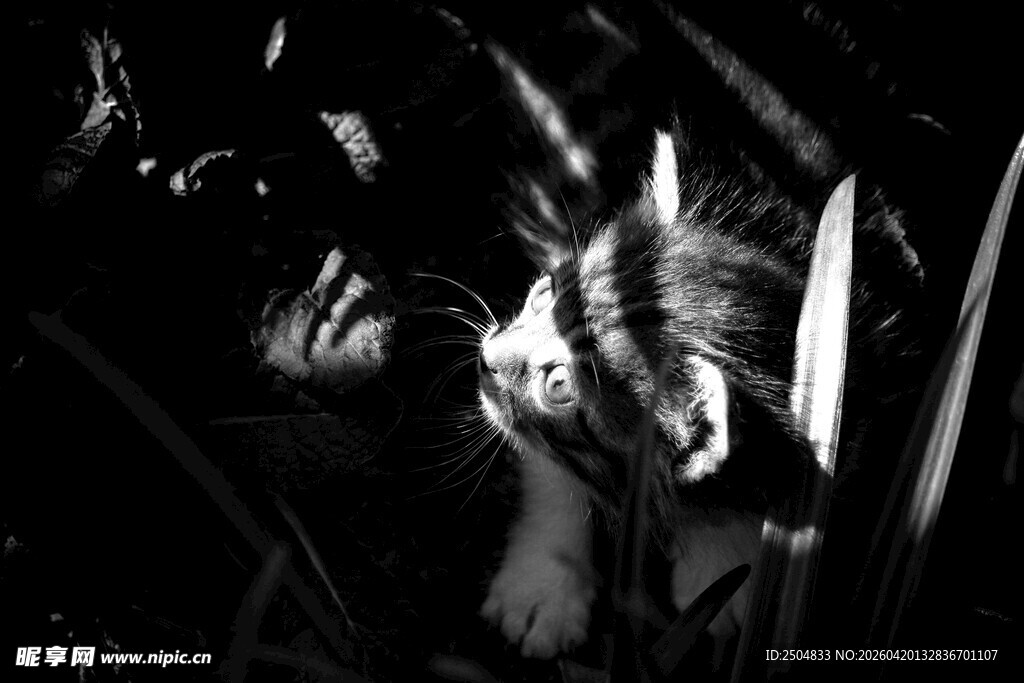 黑暗中人与猫咪的亲昵瞬间